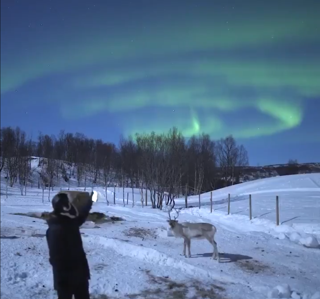 reindeer walking under the aurora borealis