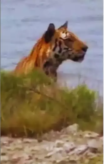 bengal tiger