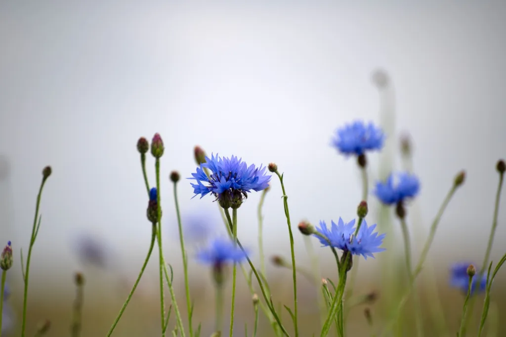 blue flowers in tilt shift lens