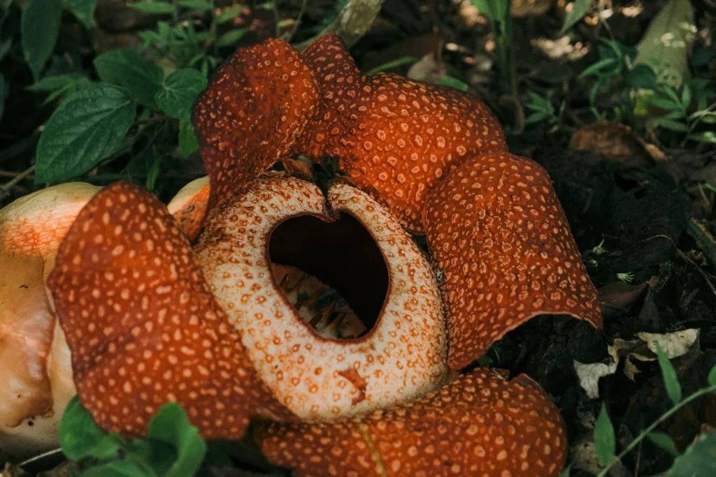 a close up of a Rafflesia flower on the ground