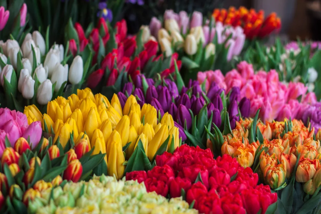 assorted Tulips flowers