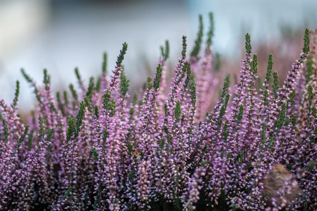 selective focus photography of purple flowers