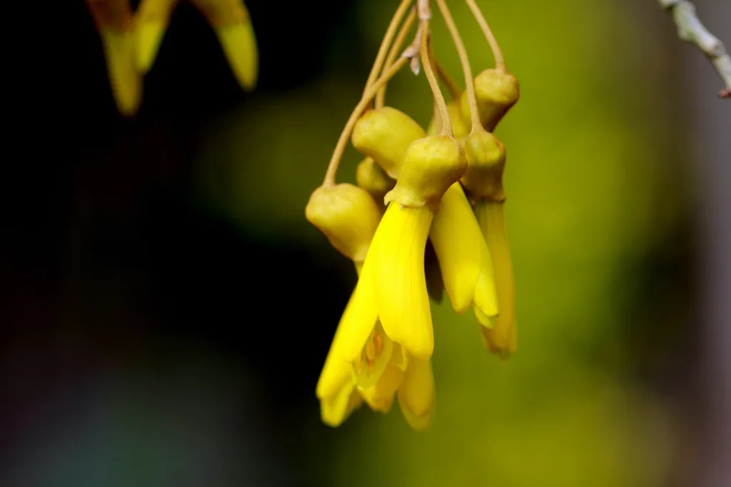 a close up of a kōwhai flower