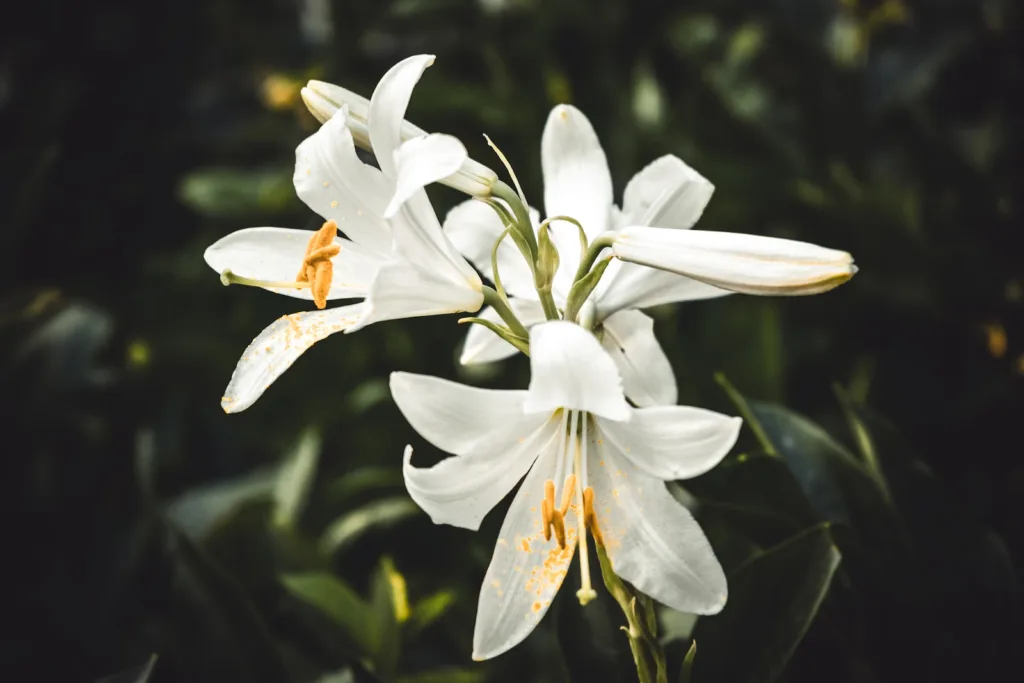 white flowers