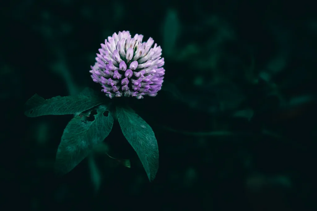 a Purple clover flower with green leaves on a dark background