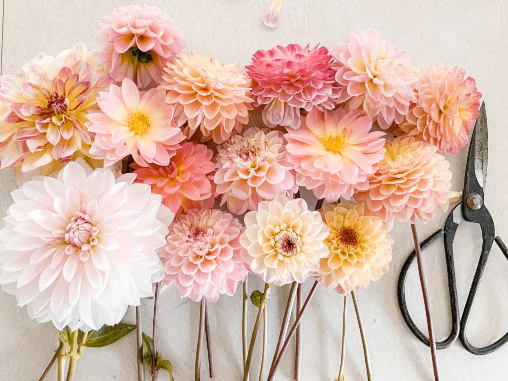 pink and white dahlia flowers on white wall