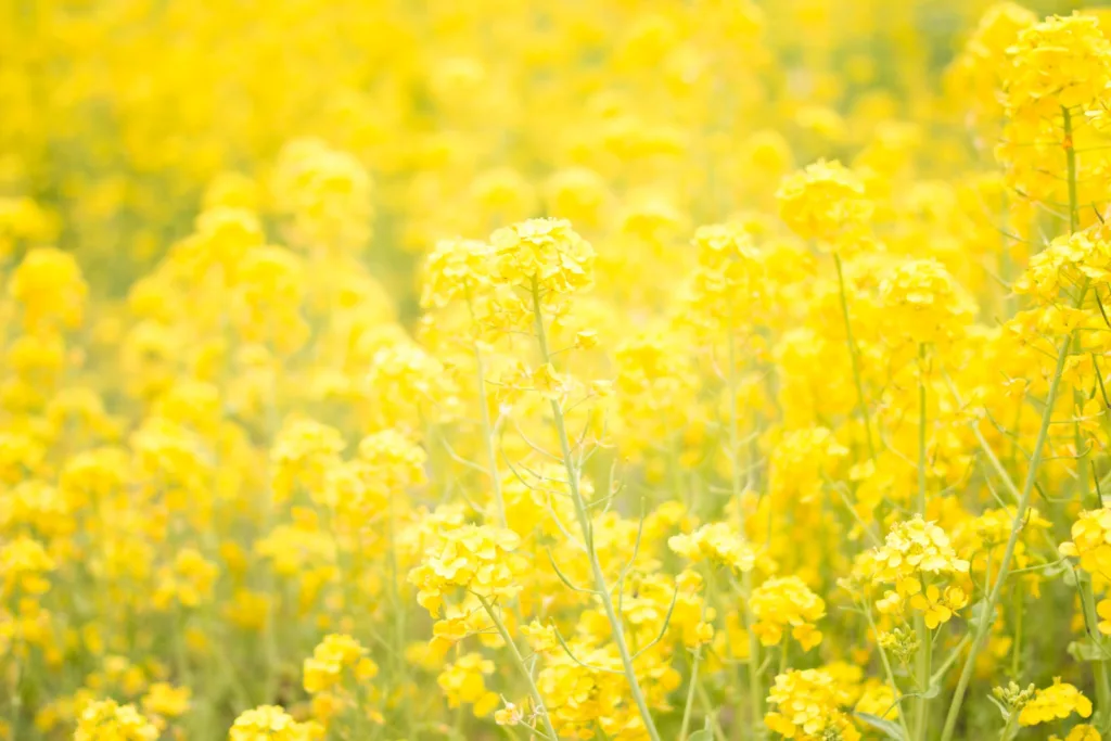 yellow Mimosa flower garden