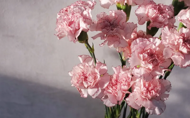 pink and white carnation flowers on black table