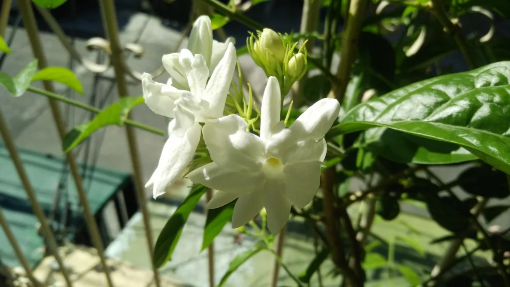 a white Sampaguita Jasmine flower with green leaves in the background