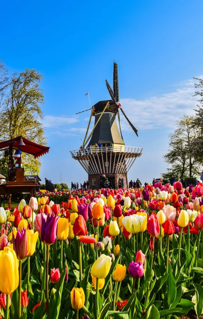 a large group of colorful flowers in front of a pagoda Netherlands: Tulips 