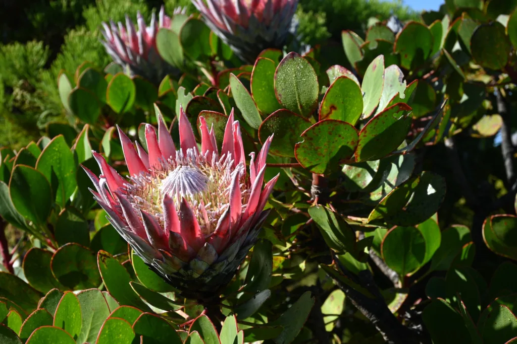 a close up of a flower on a tree