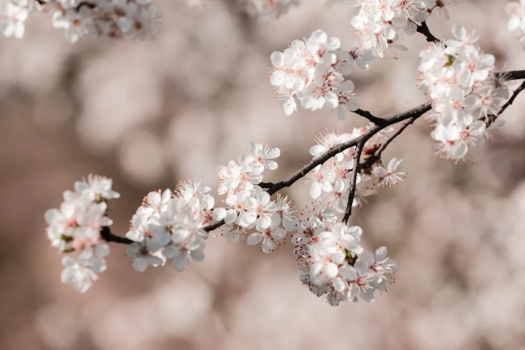 white and pink cherry blossom Plum blossom