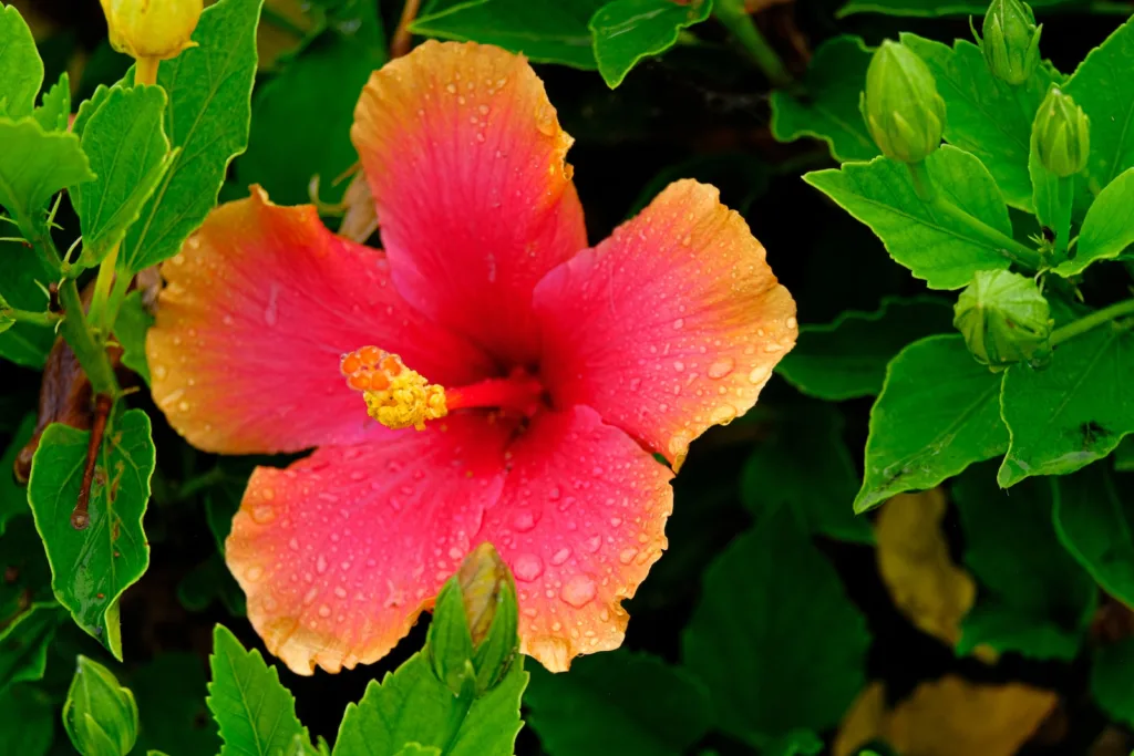 a red and yellow Hibiscus rosa-sinensis flower with green leaves