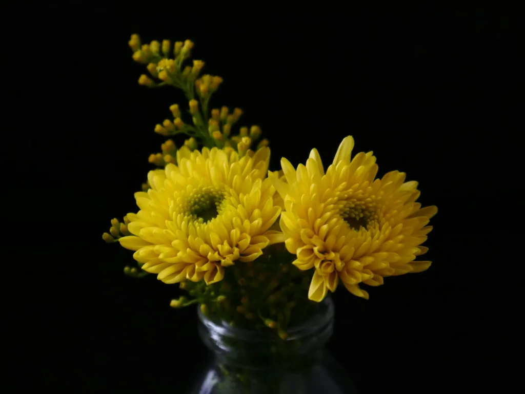 Yellow Chrysanthemum