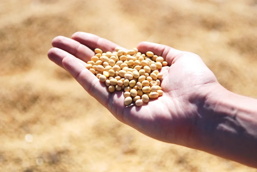 soybean, hand, agro