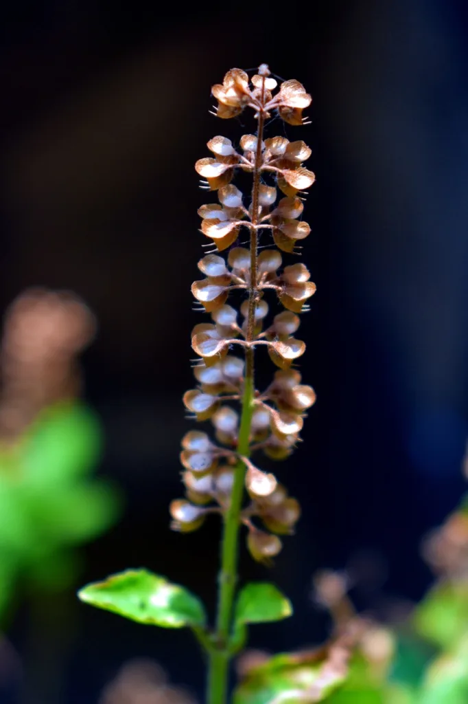 basil holy, tulsi seeds, herbs