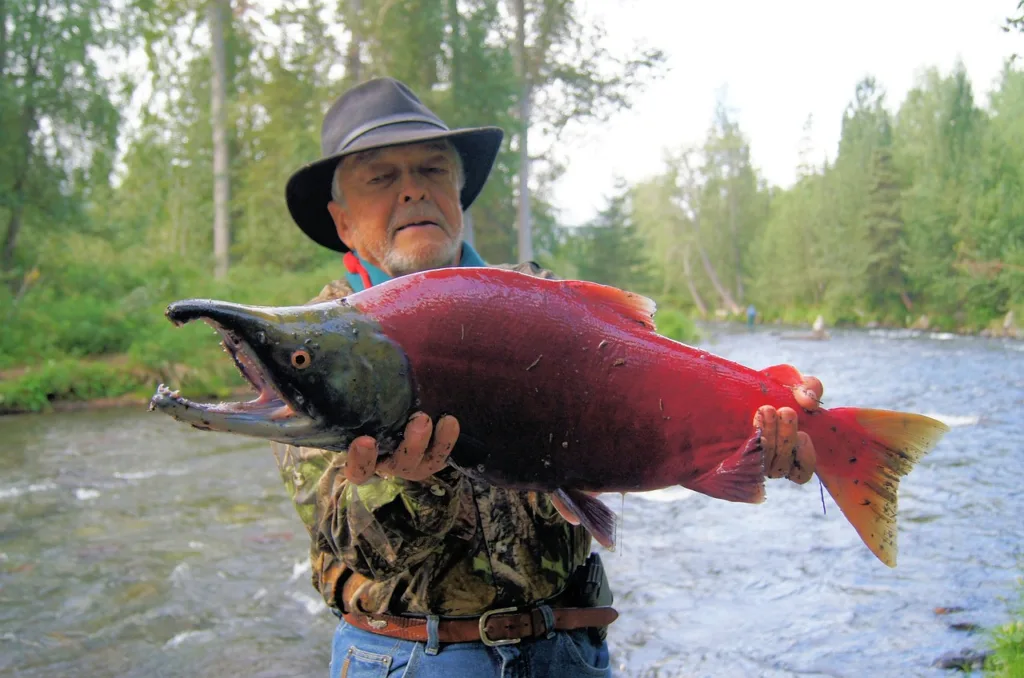 salmon, sockeye, fish