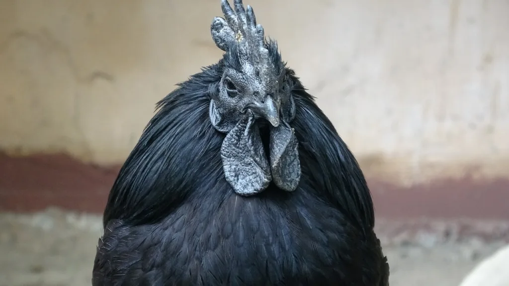 ayam cemani, chicken, faucet