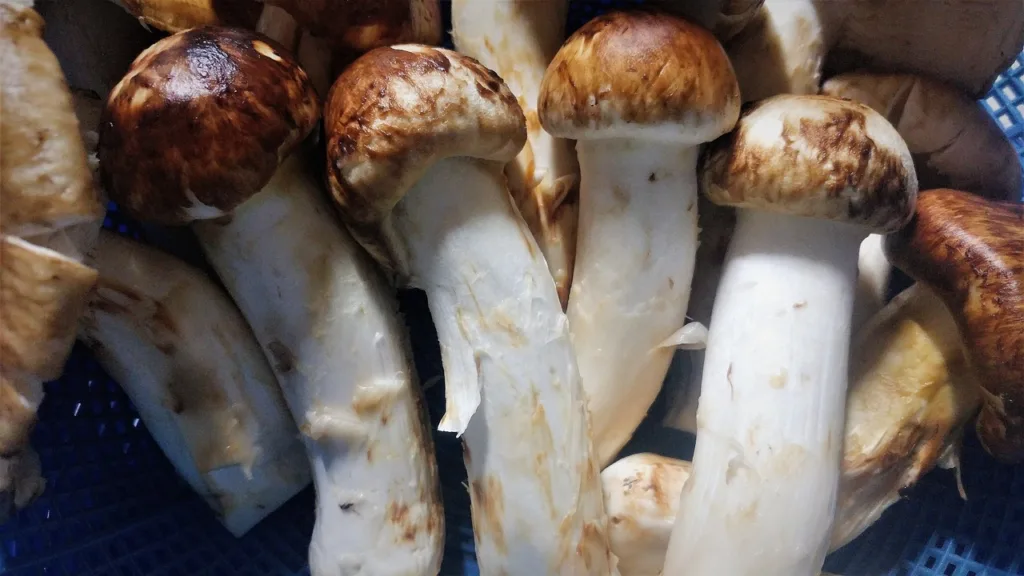 matsutake mushrooms, natural mushrooms, pine scent