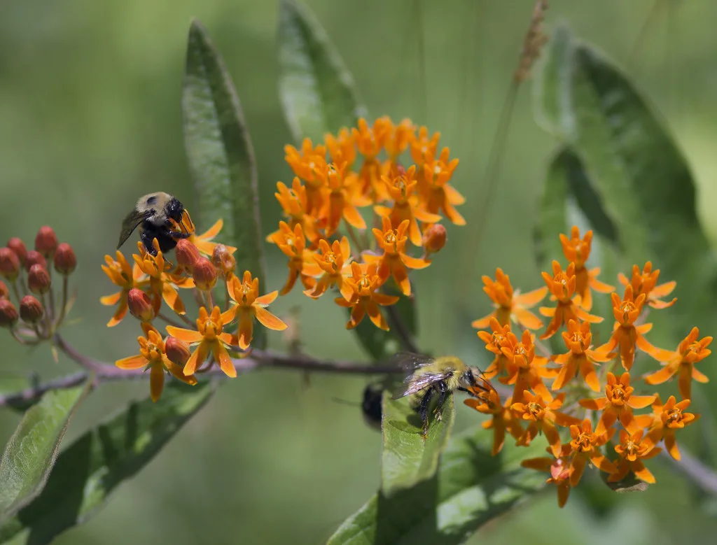 Goldfinches
