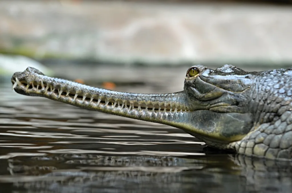 gharial, reptile, animal