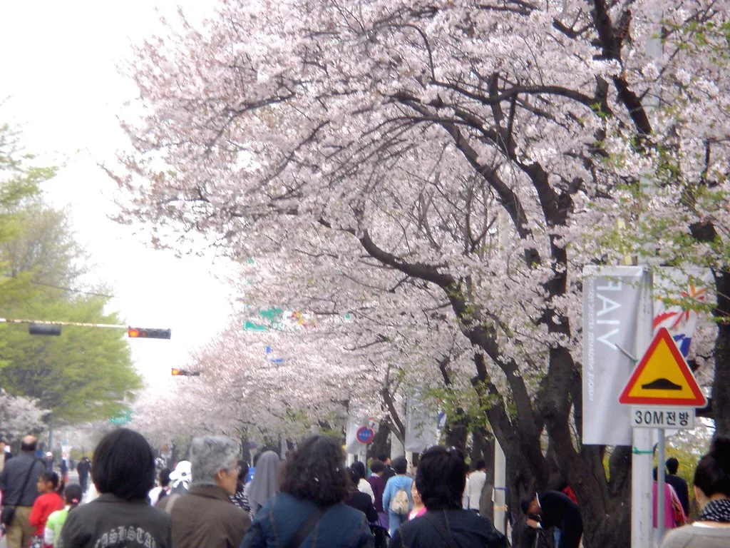 8 Beautiful Places to see Cherry Blossoms in Spring - gobloging.com