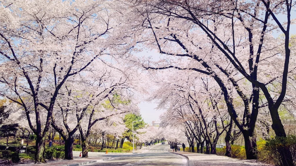 south korea, daegu, cherry blossoms