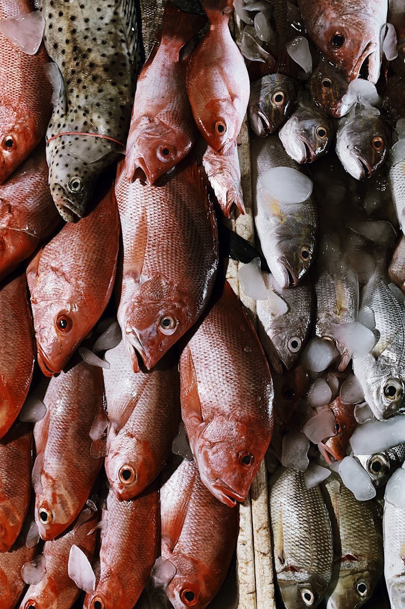 Close up of Dead Fish
