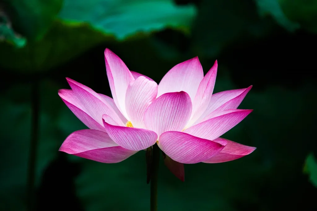 lotus, flower wallpaper, flower