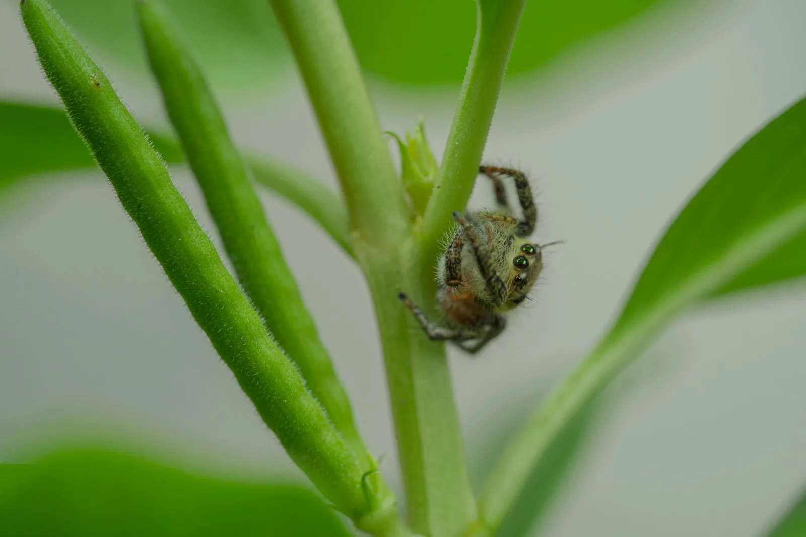 a bee on a plant