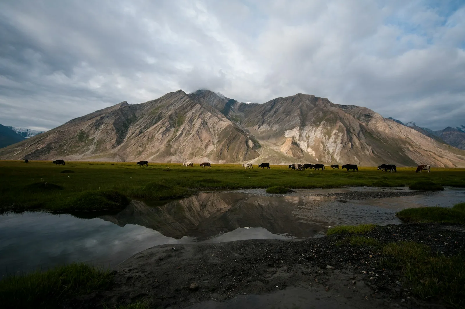 a group of animals stand near a body of water