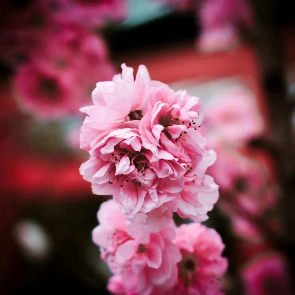 a close up of a pink flower with blurry background