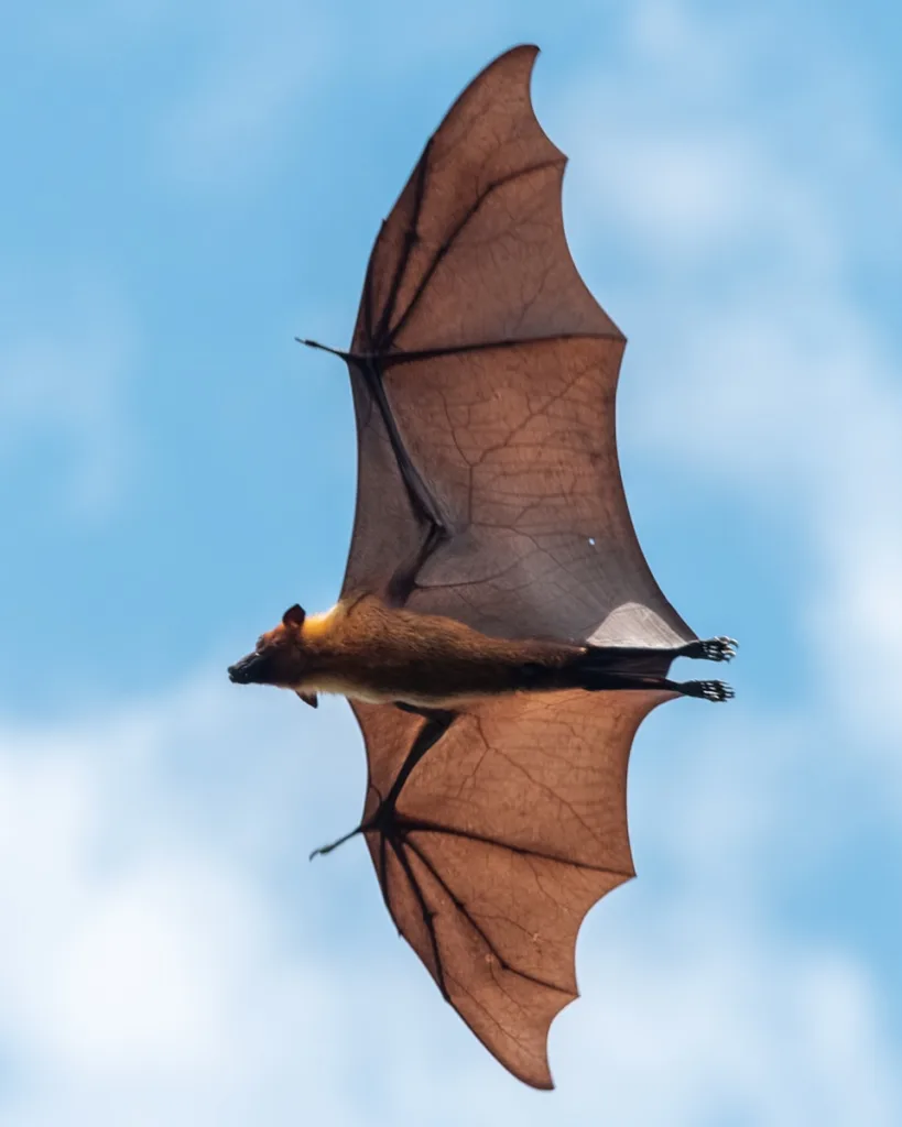 Bats
