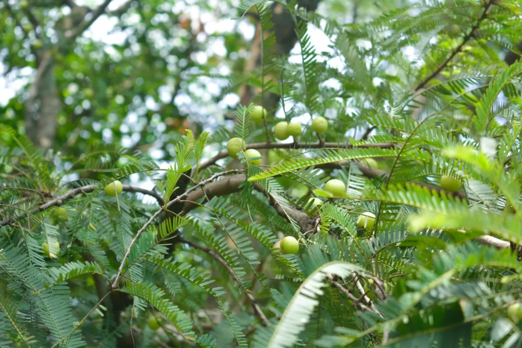 a tree filled with lots of green leaves