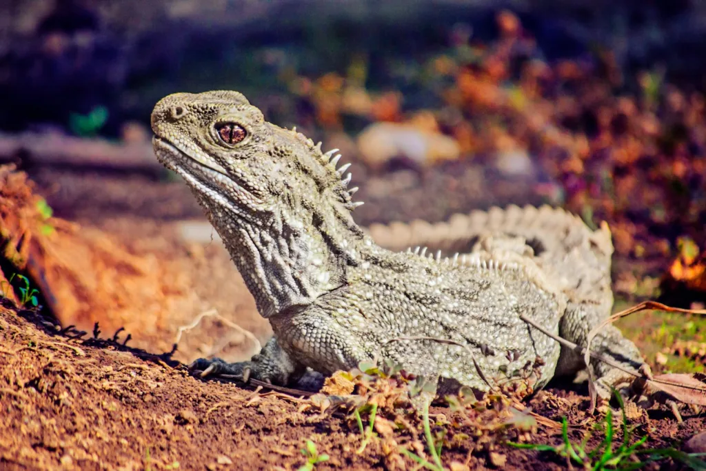 brown and gray bearded dragon on brown dried leaves