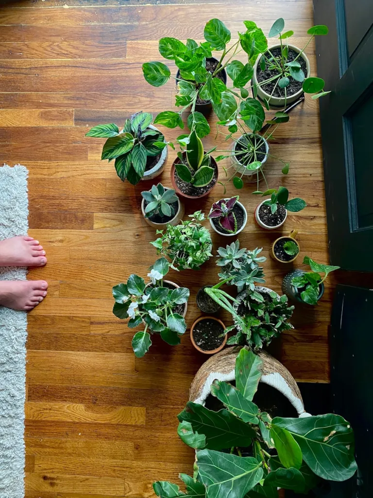 green and brown plant on brown wooden table