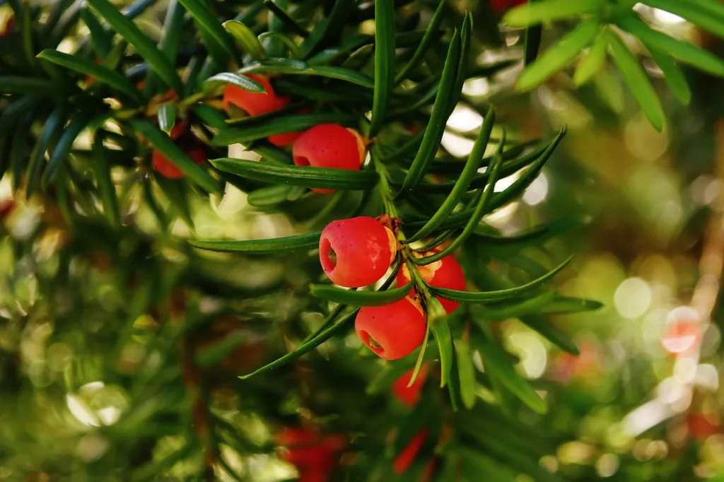 european yew, needles, yew