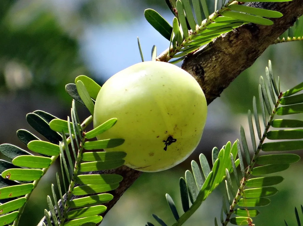 indian gooseberry, amla, phyllanthus emblica