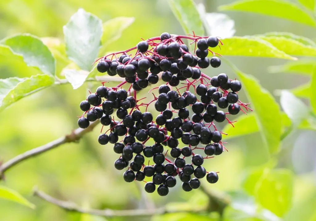 elderberry, black berry, elder