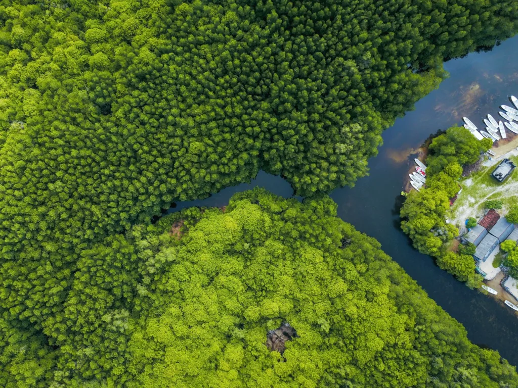 aerial shot of body of water surrounded by trees