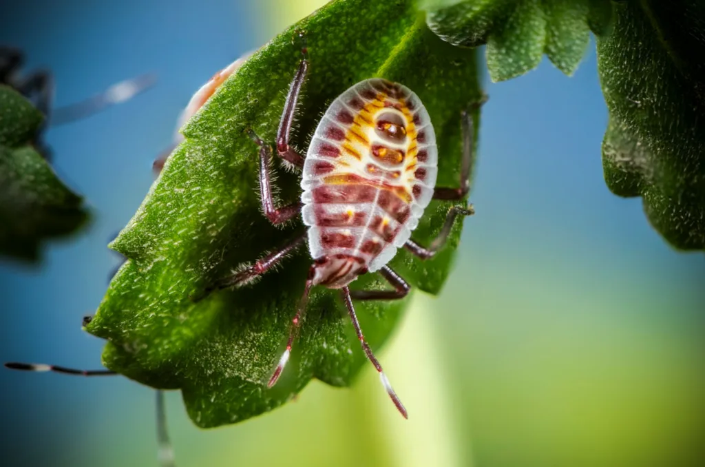 Stink bugs